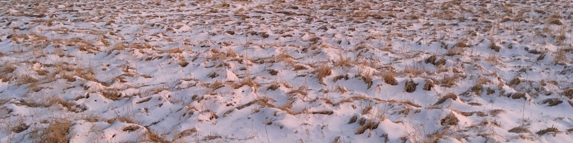 Snow on pasture along the Ilm river between Ehringsdorf and Taubach, Weimar, Germany