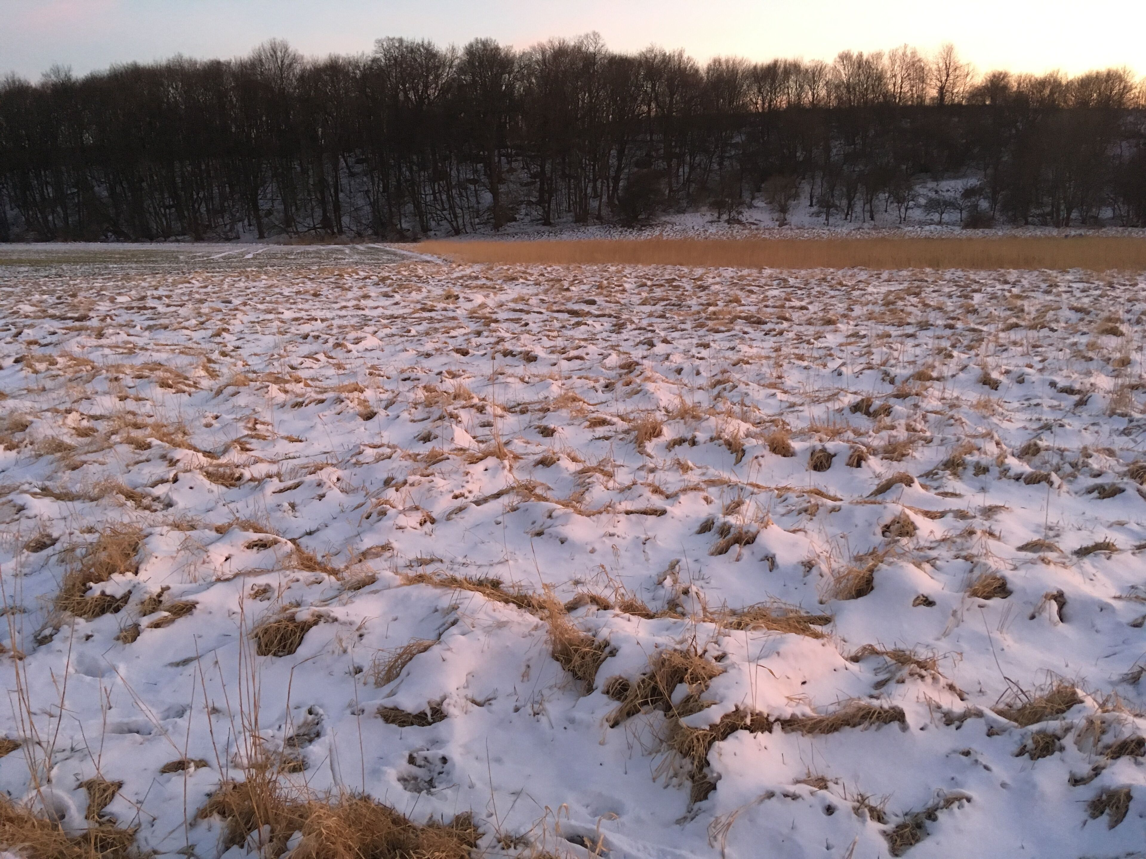 A snowy field with patches of grass and a line of trees in the background.