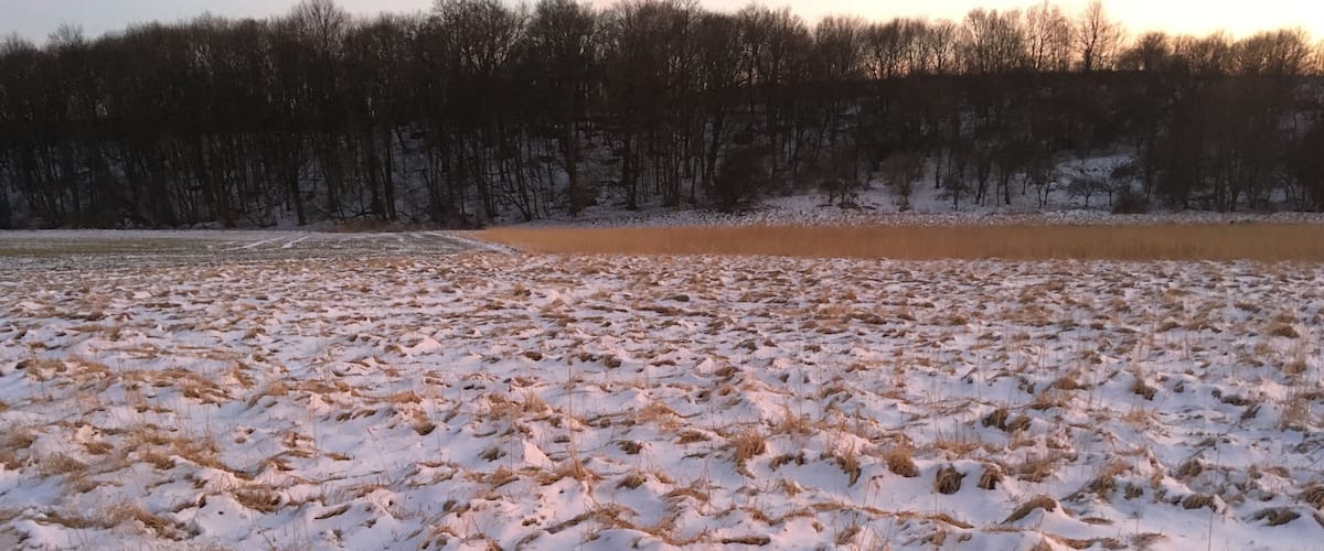 A snowy field with patches of grass and a line of trees in the background.