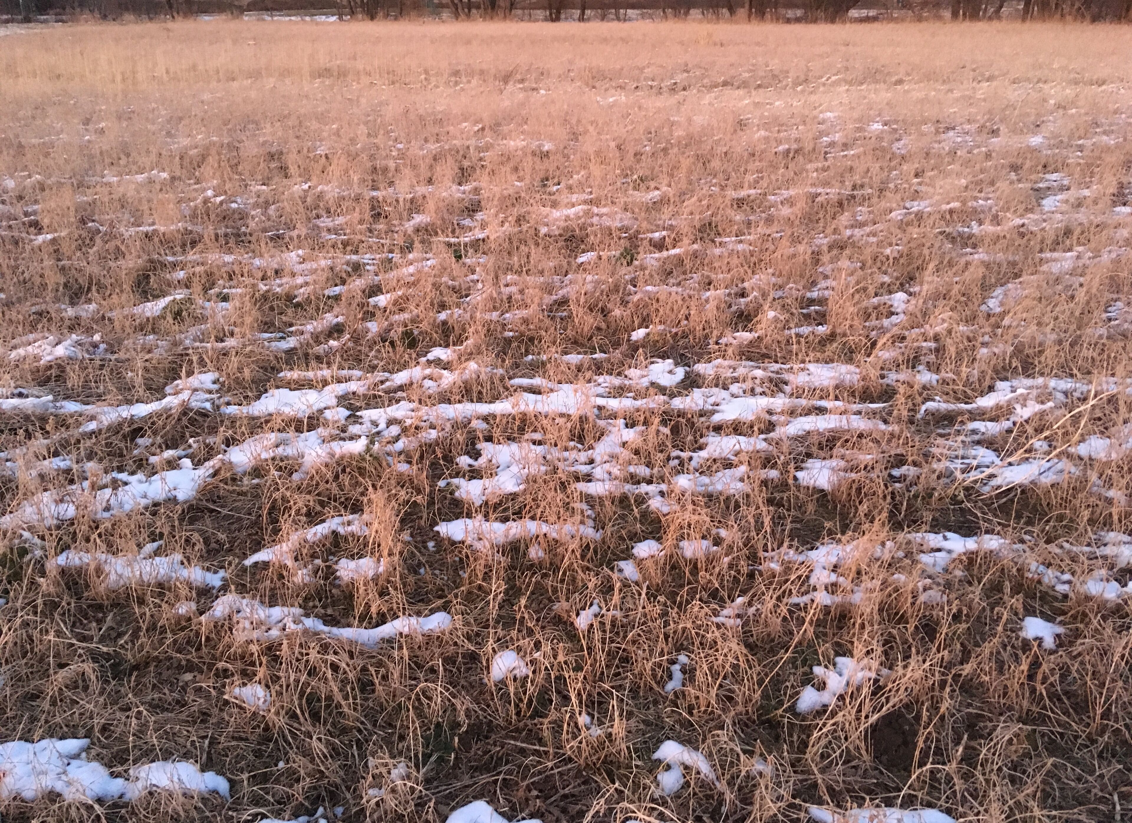 Snow on pasture along the Ilm river between Ehringsdorf and Taubach, Weimar, Germany