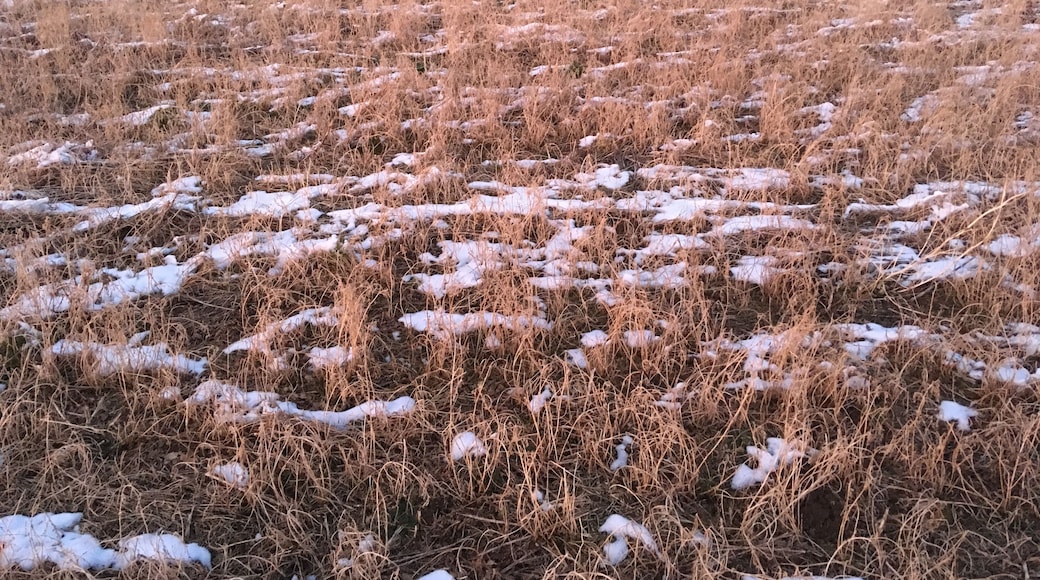 Snow on pasture along the Ilm river between Ehringsdorf and Taubach, Weimar, Germany