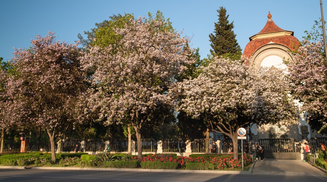 Cerro Del Águila featuring a park and wildflowers