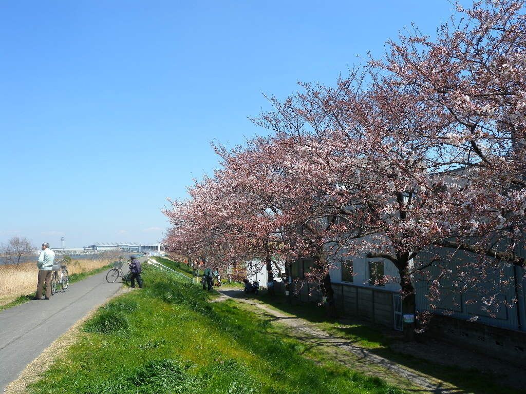 多摩川・殿町３丁目・さくら並木