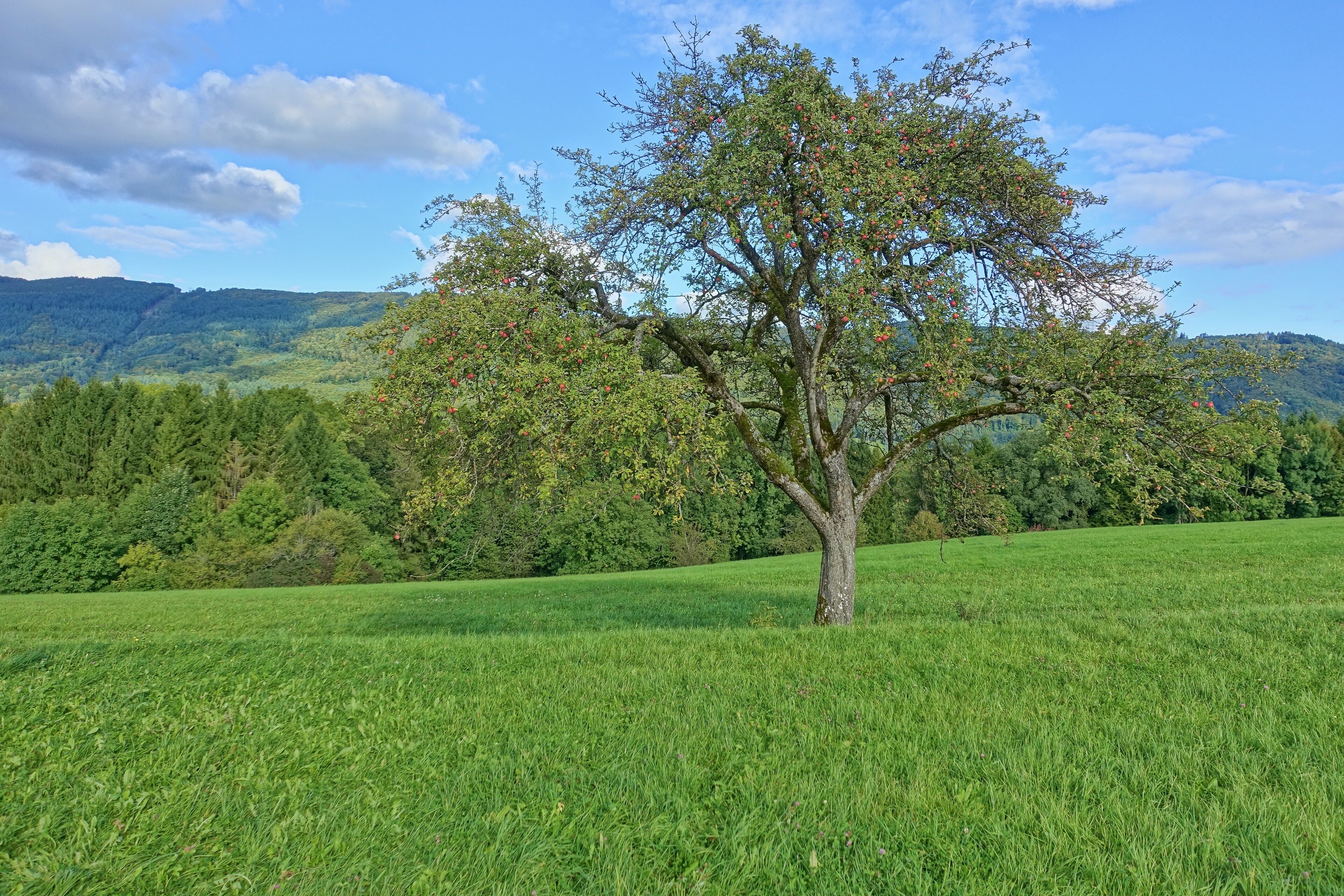 Landschaftsschutzgebiet mit weitläufigen, durch den Wechsel von Feldhecken, Feldgehölzen und eingestreuten Äckern reich strukturierten Kulturlandschaft, der Hochflächen aus zumeist mageren Weiden und Wiesen, insbesondere Trockenrasen, Glatthaferwiesen sowie Streuobstwiesen und artenreiche Tier- und Pflanzenwelt.