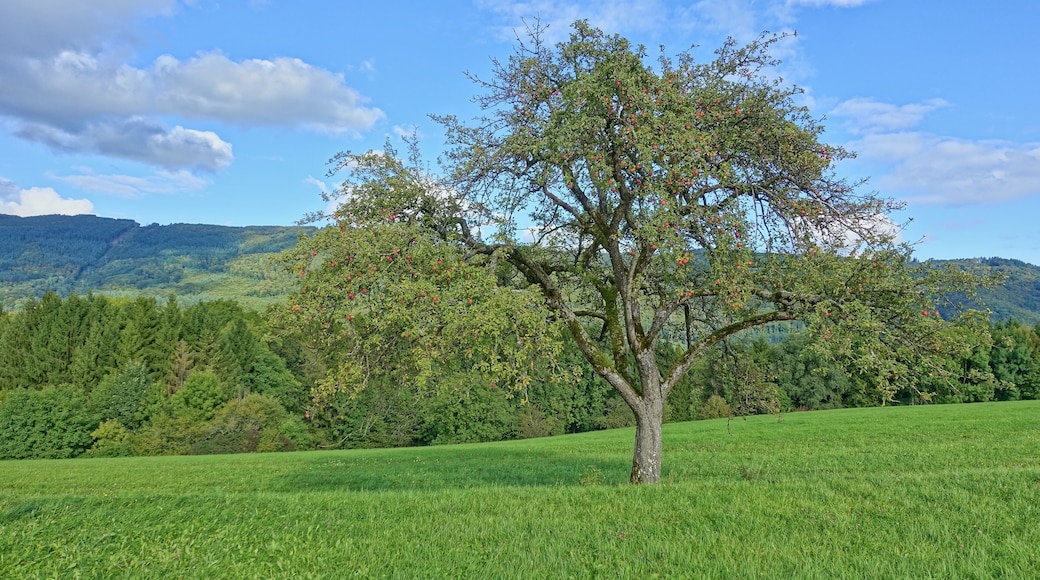 Landschaftsschutzgebiet mit weitläufigen, durch den Wechsel von Feldhecken, Feldgehölzen und eingestreuten Äckern reich strukturierten Kulturlandschaft, der Hochflächen aus zumeist mageren Weiden und Wiesen, insbesondere Trockenrasen, Glatthaferwiesen sowie Streuobstwiesen und artenreiche Tier- und Pflanzenwelt.