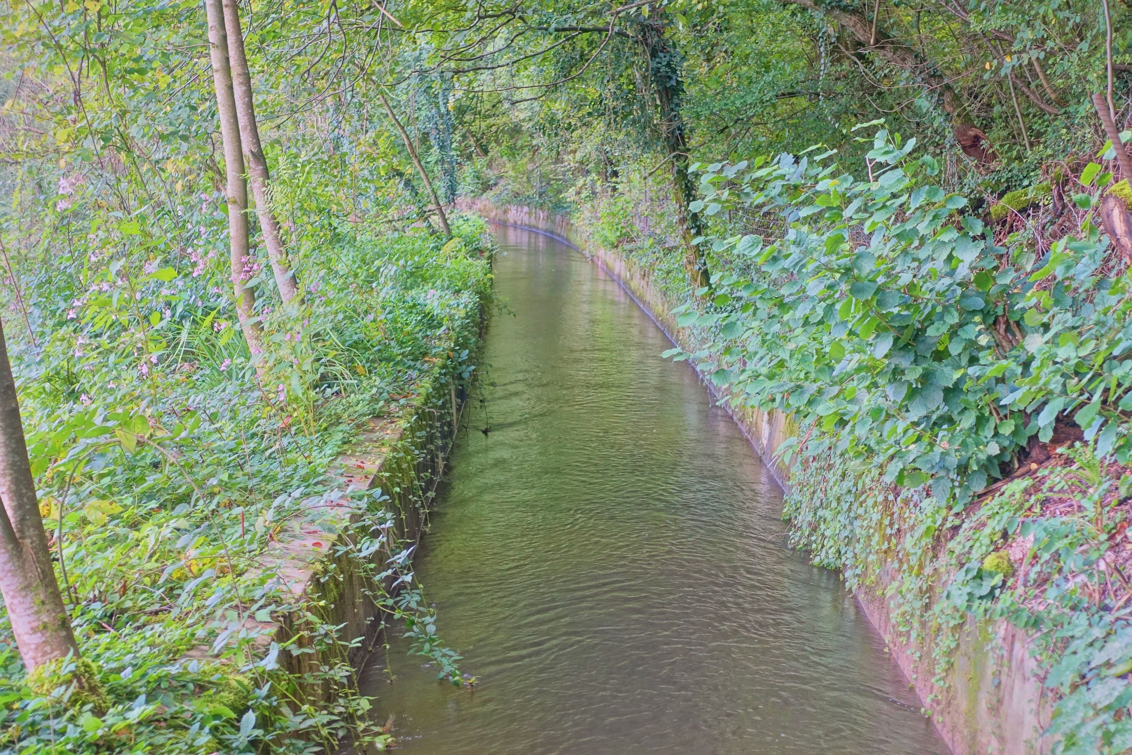 A narrow, green waterway surrounded by dense foliage and trees.