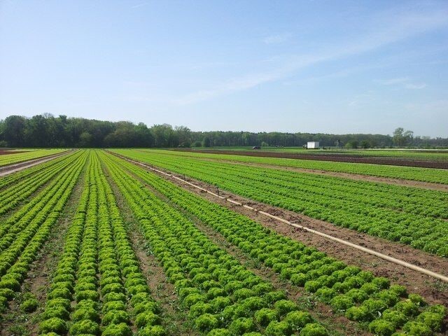 Salatfelder zwischen Lustadt und Westheim