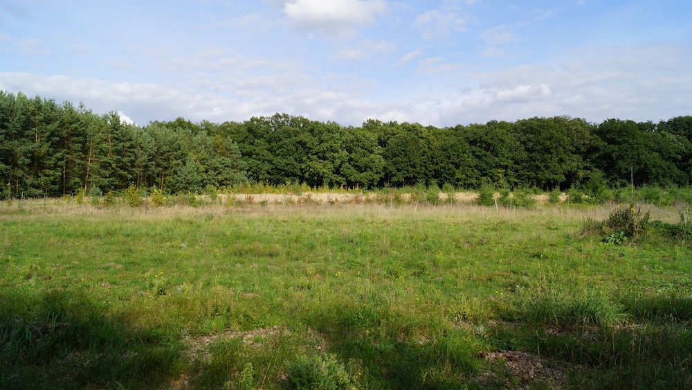 A grassy field with a dense forest in the background.