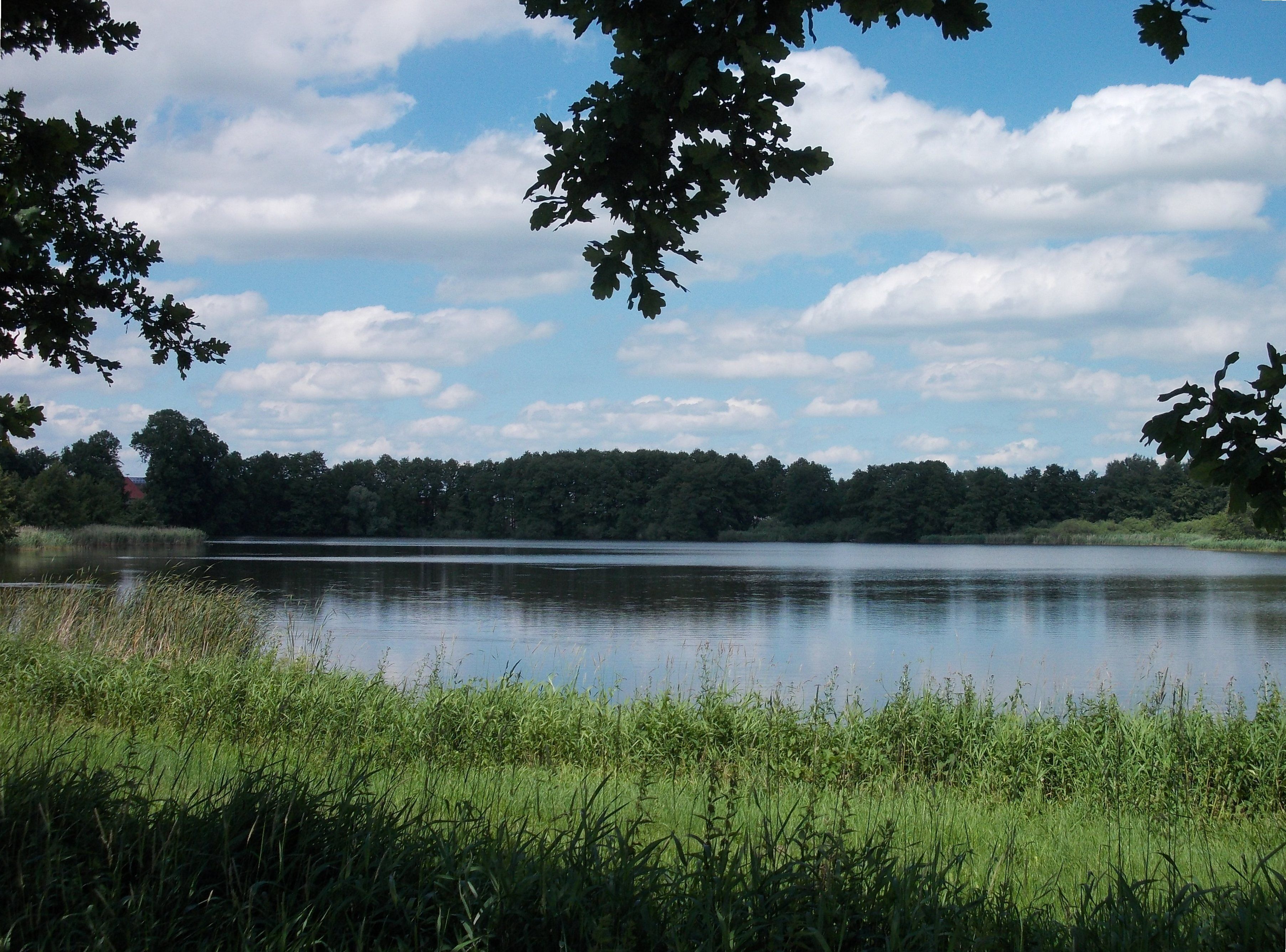 Mühlteich (mill pond) near Mühlbach (Wurzen, Leipzig district, Saxony)