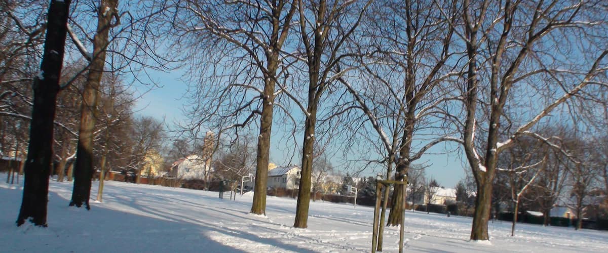 A snow-covered park with leafless trees and a clear blue sky.