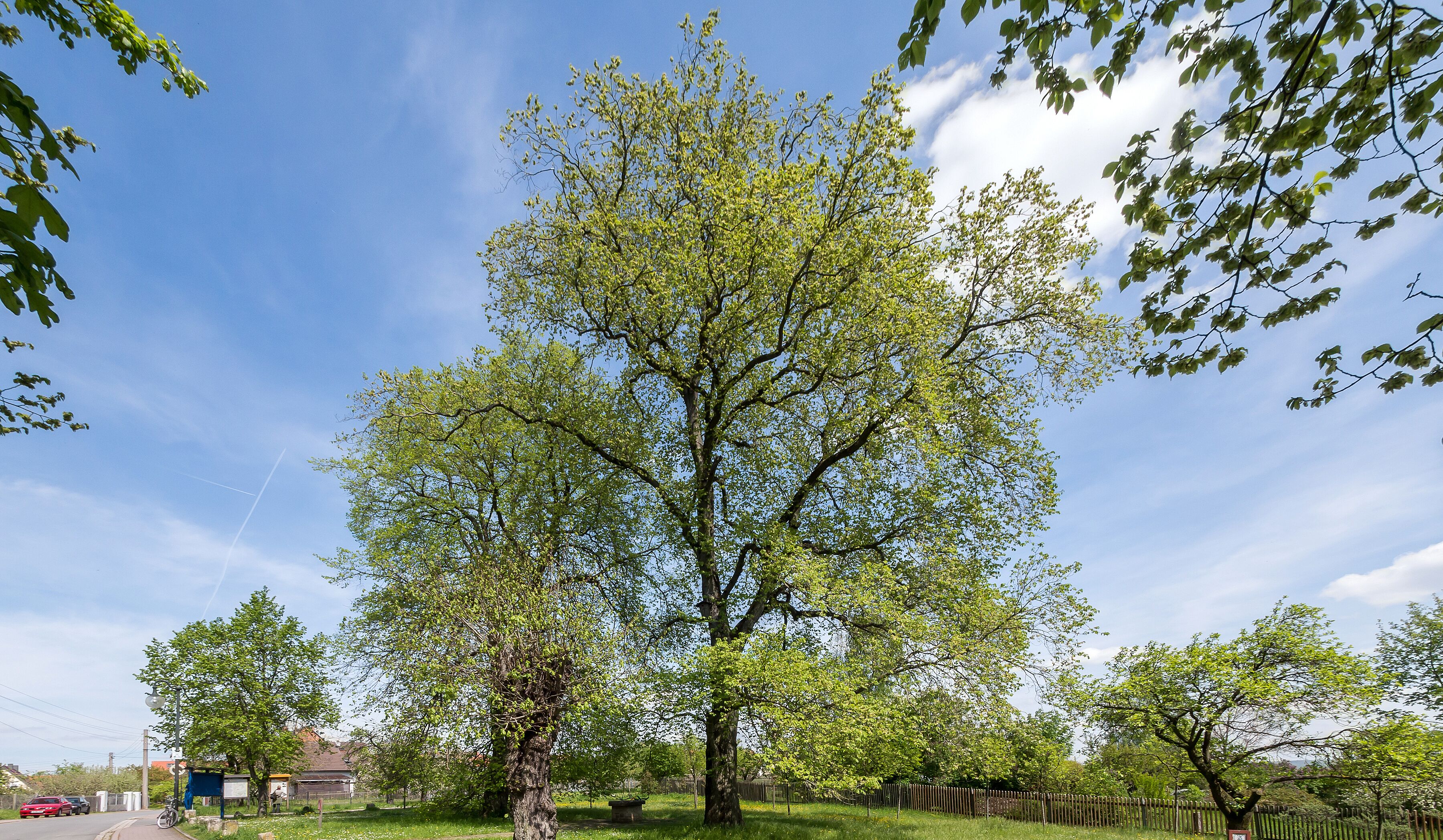 Feldulme Doc.-Nr. 2006-03 Cospeda V