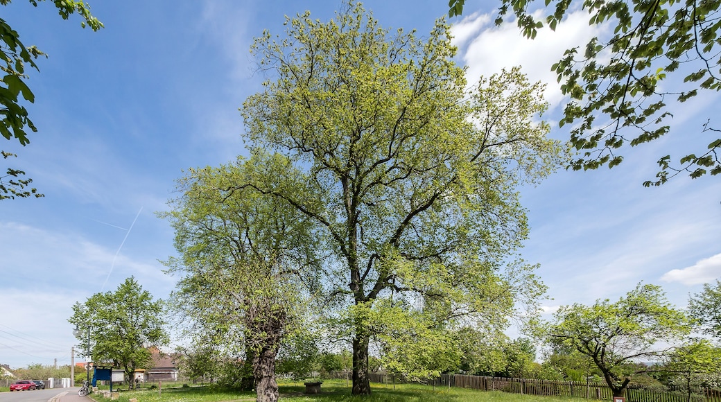 Feldulme Doc.-Nr. 2006-03 Cospeda V