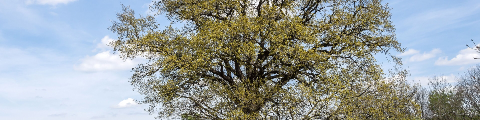 Stieleiche Doc.-Nr. 2006-04 Cospeda I