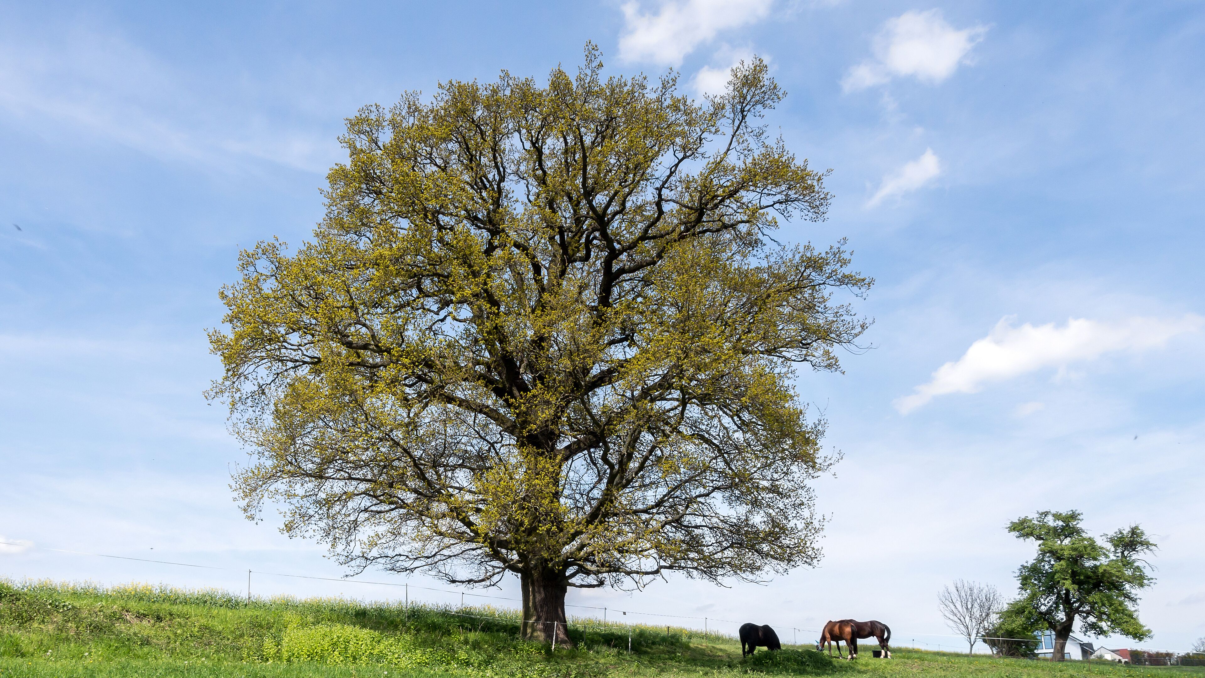 Stieleiche Doc.-Nr. 2006-04 Cospeda IV