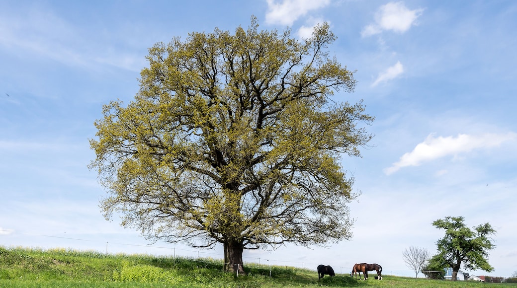 Stieleiche Doc.-Nr. 2006-04 Cospeda IV