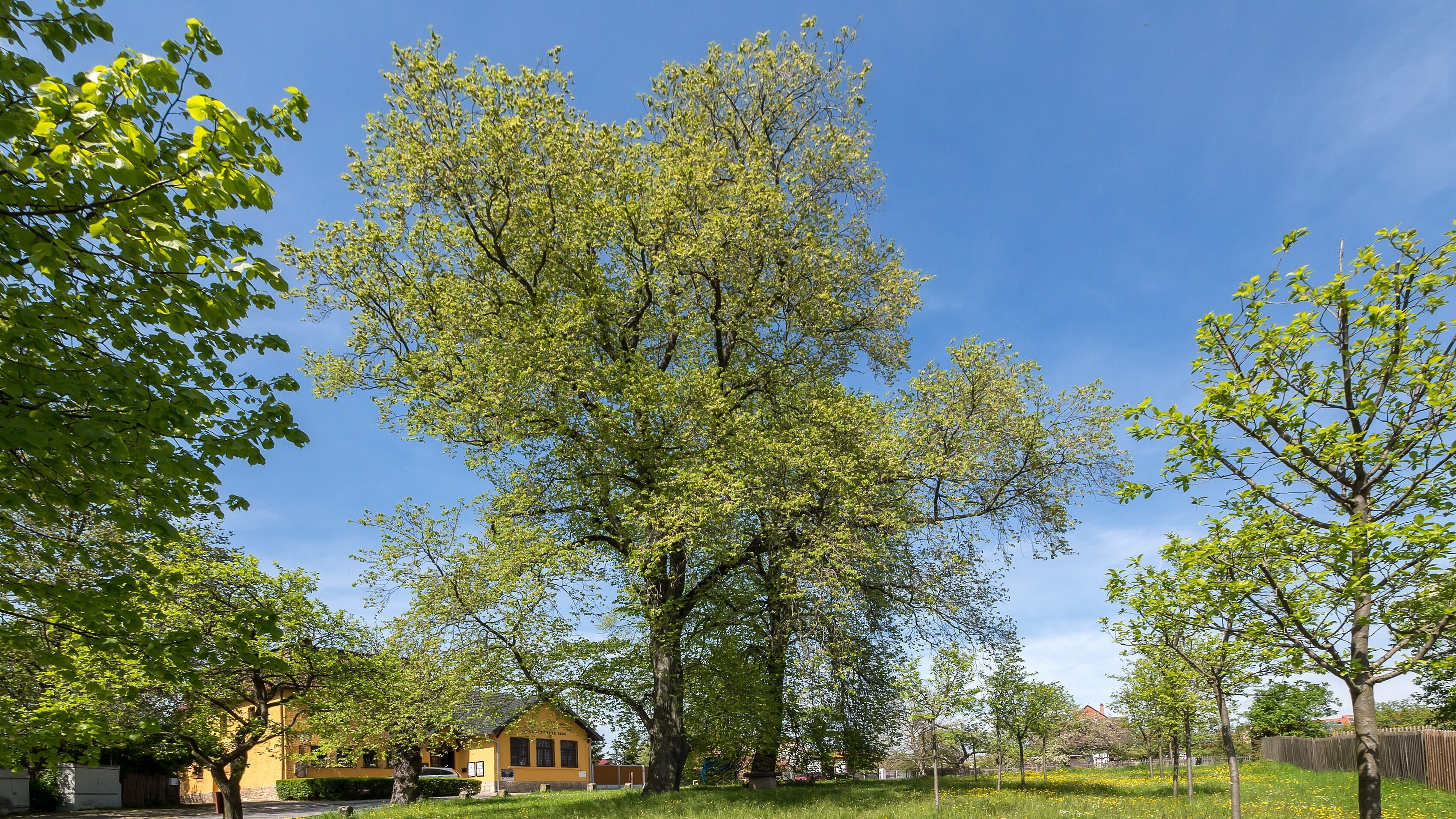 Feldulme Doc.-Nr. 2006-03 Cospeda III