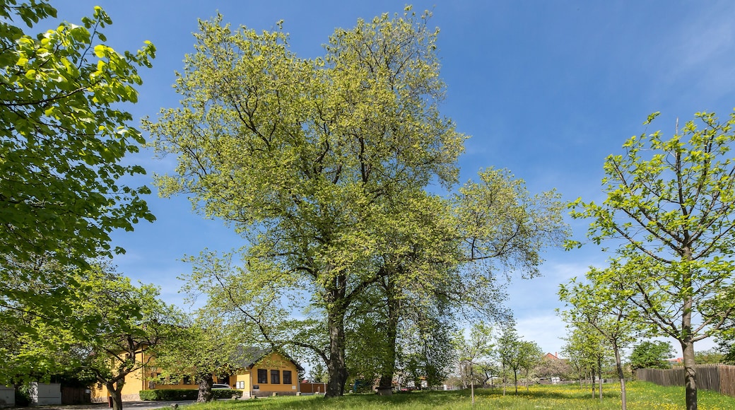 Feldulme Doc.-Nr. 2006-03 Cospeda III