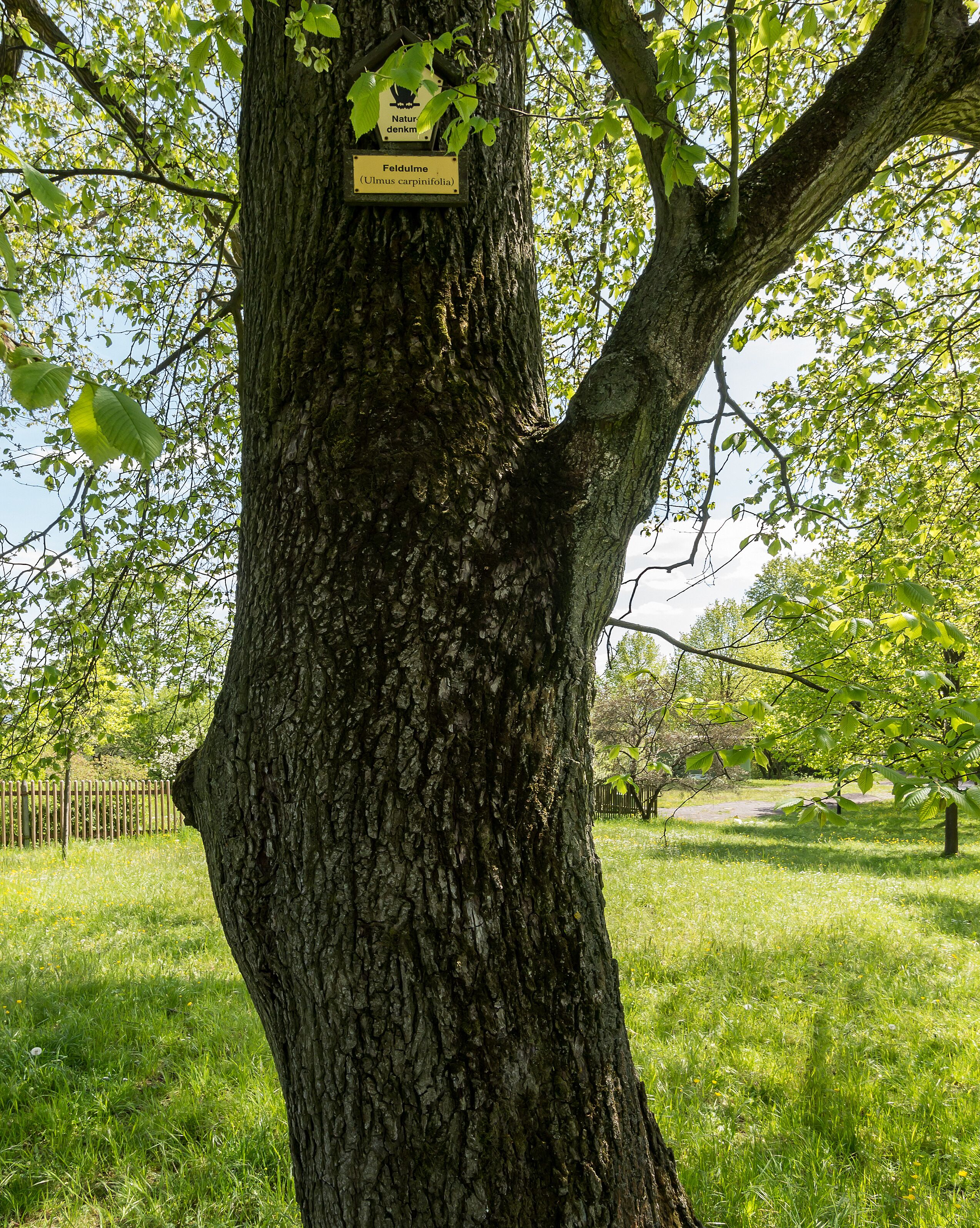 Feldulme Doc.-Nr. 2006-03 Cospeda I