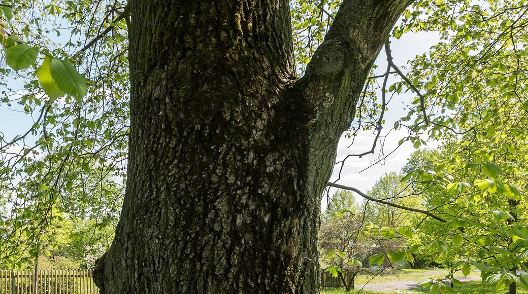 Feldulme Doc.-Nr. 2006-03 Cospeda I