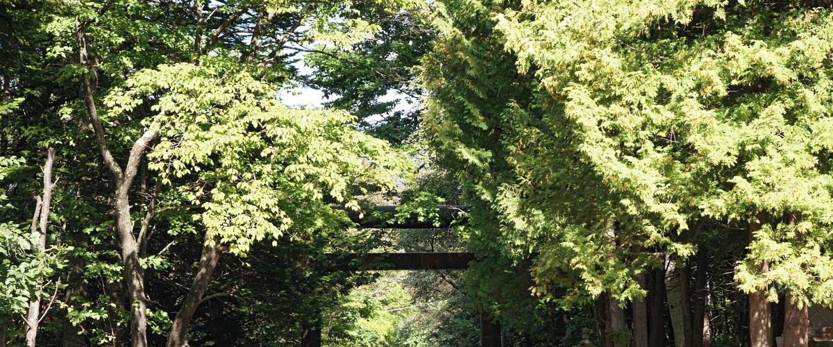 A pathway through a forest with a stone bridge overhead and stone lanterns along the path.