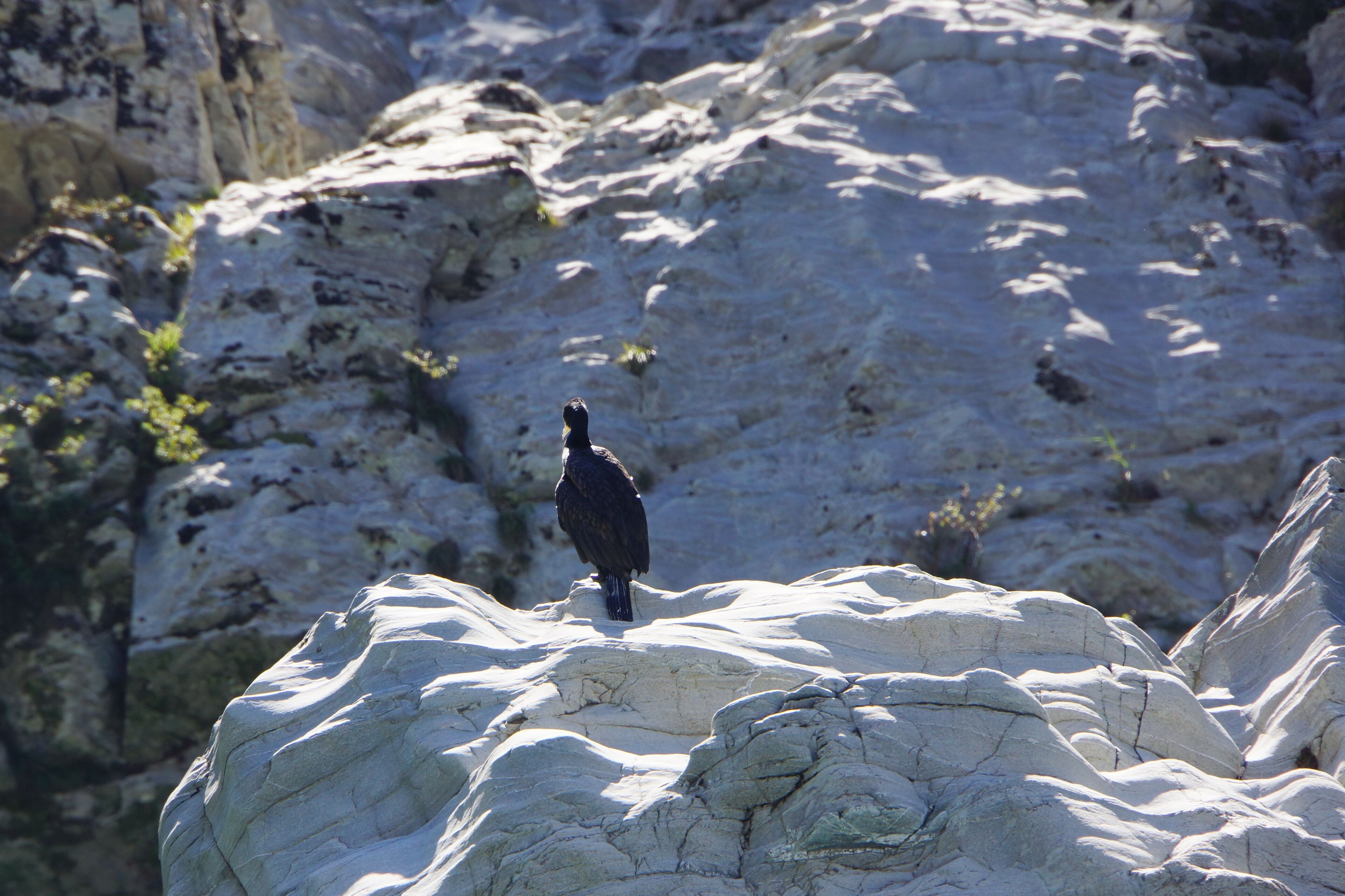 Oboke Gorge 大步危峽