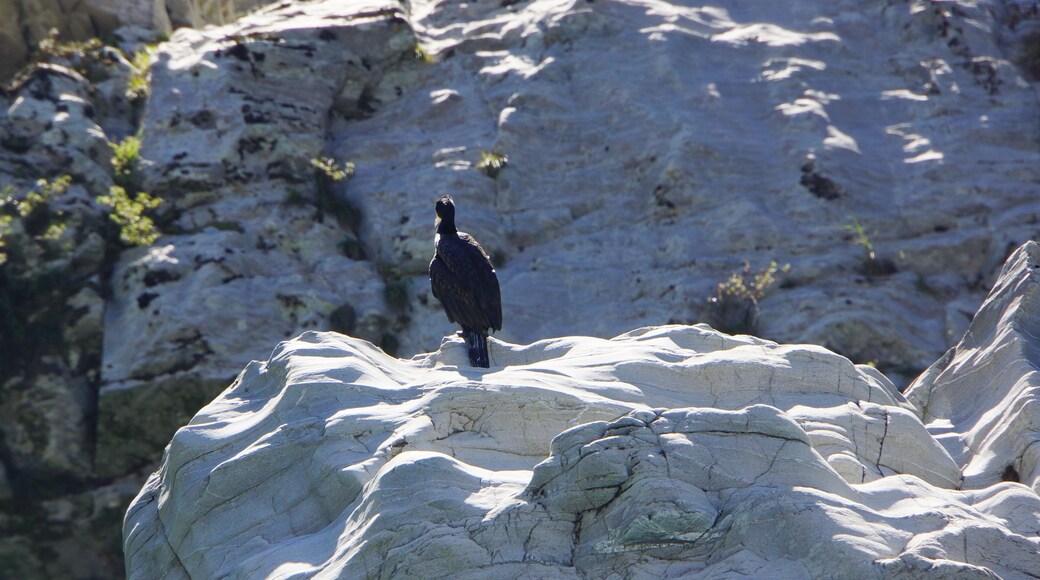 Oboke Gorge 大步危峽