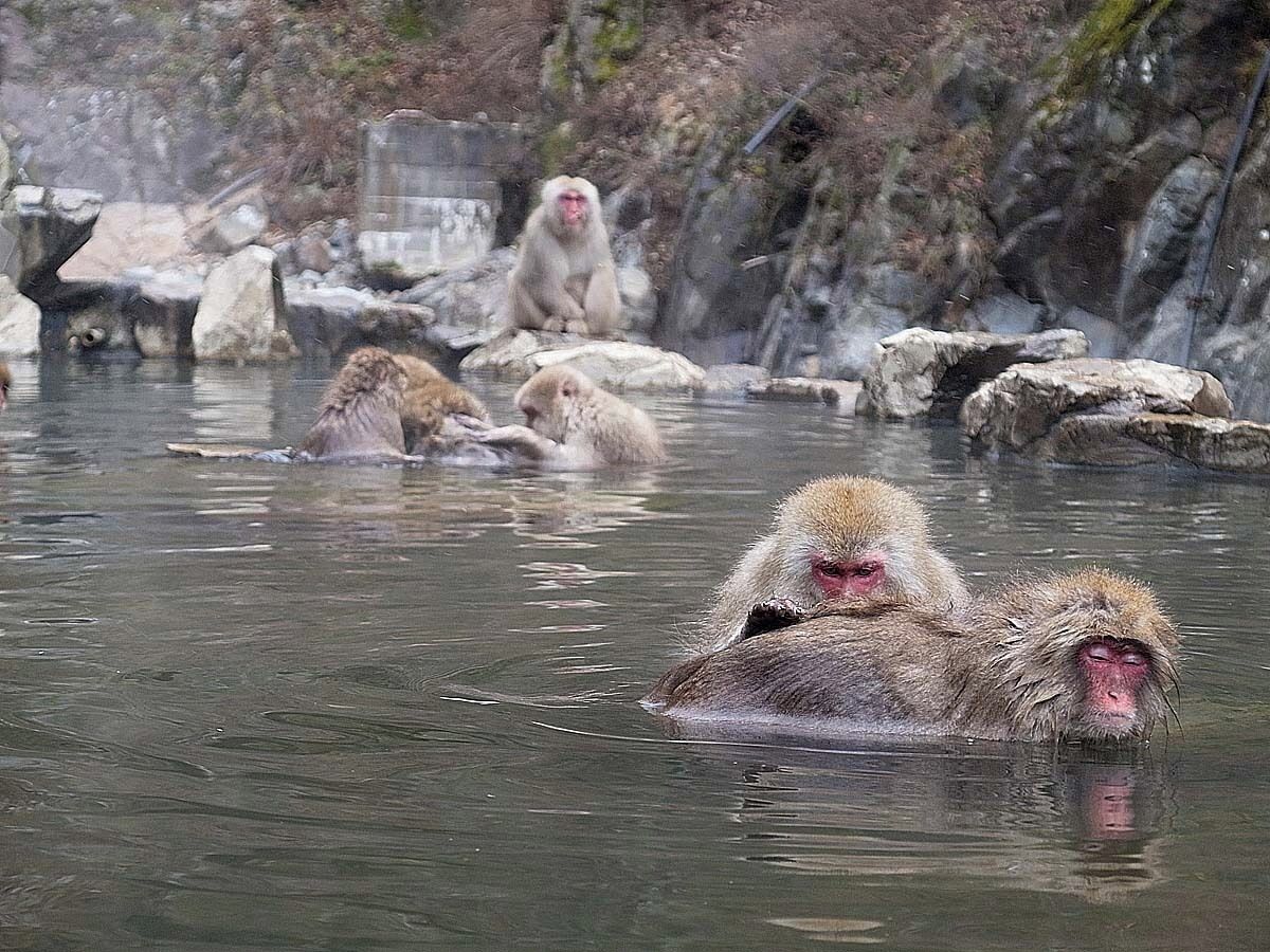A group of monkeys in a natural setting with water and rocks.
