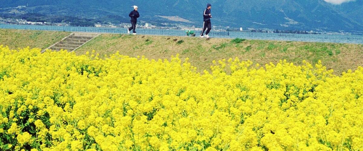 A field of yellow flowers with two people walking in the background and mountains in the distance.