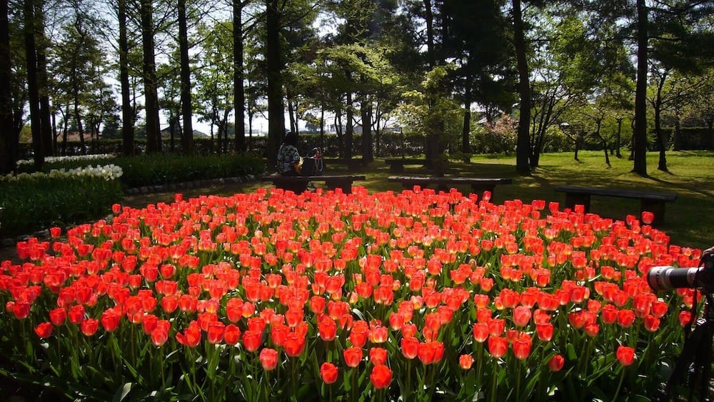 砺波チューリップ公園