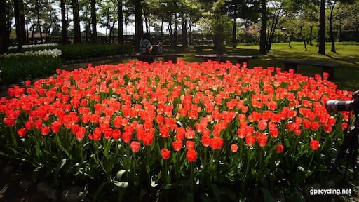 砺波チューリップ公園