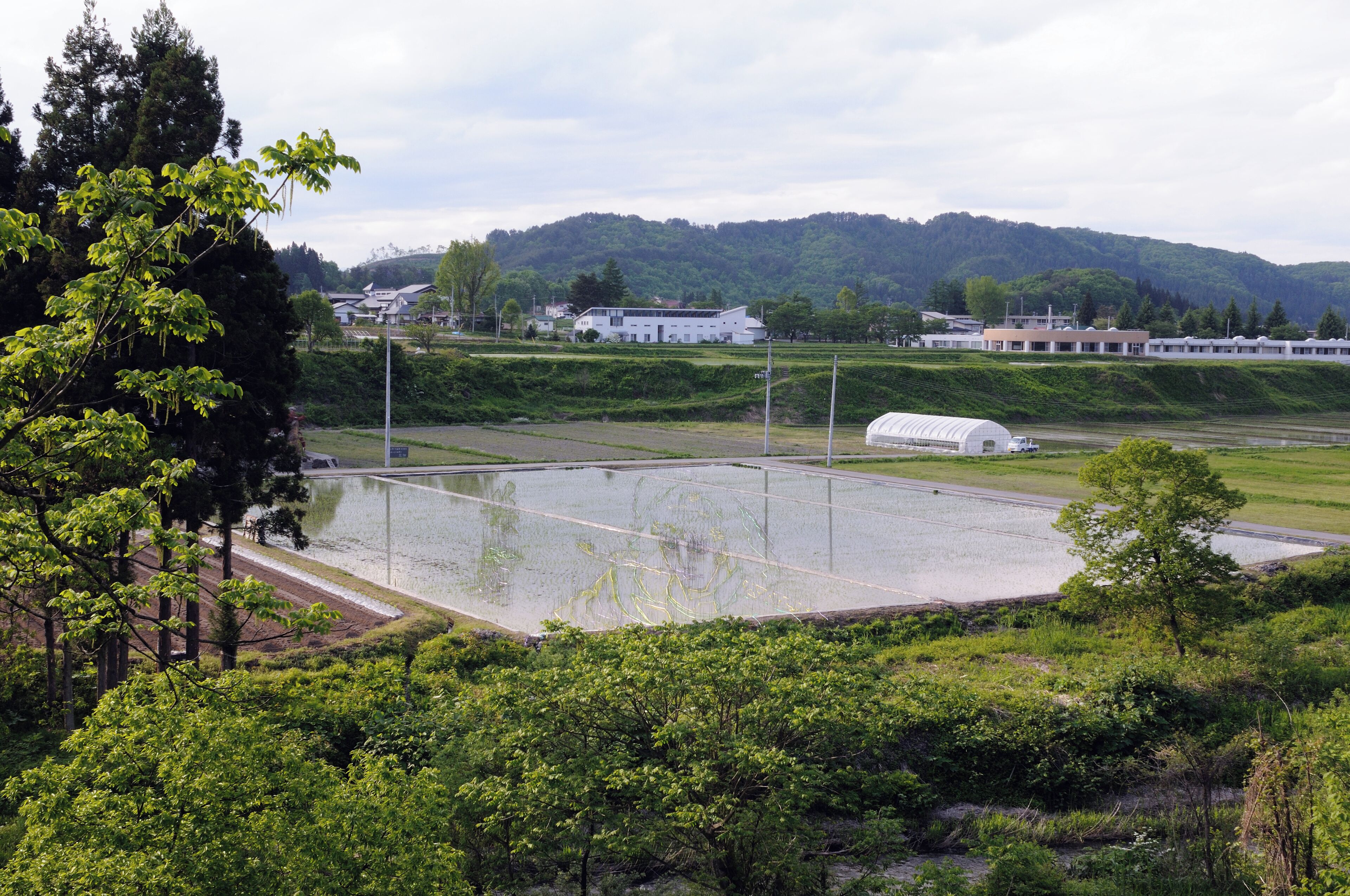 Japan, Yonezawa: tanbo art composition (Yamagata prefecture).