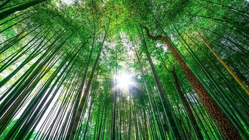 Bamboo forest near Iwakuni, Japan.