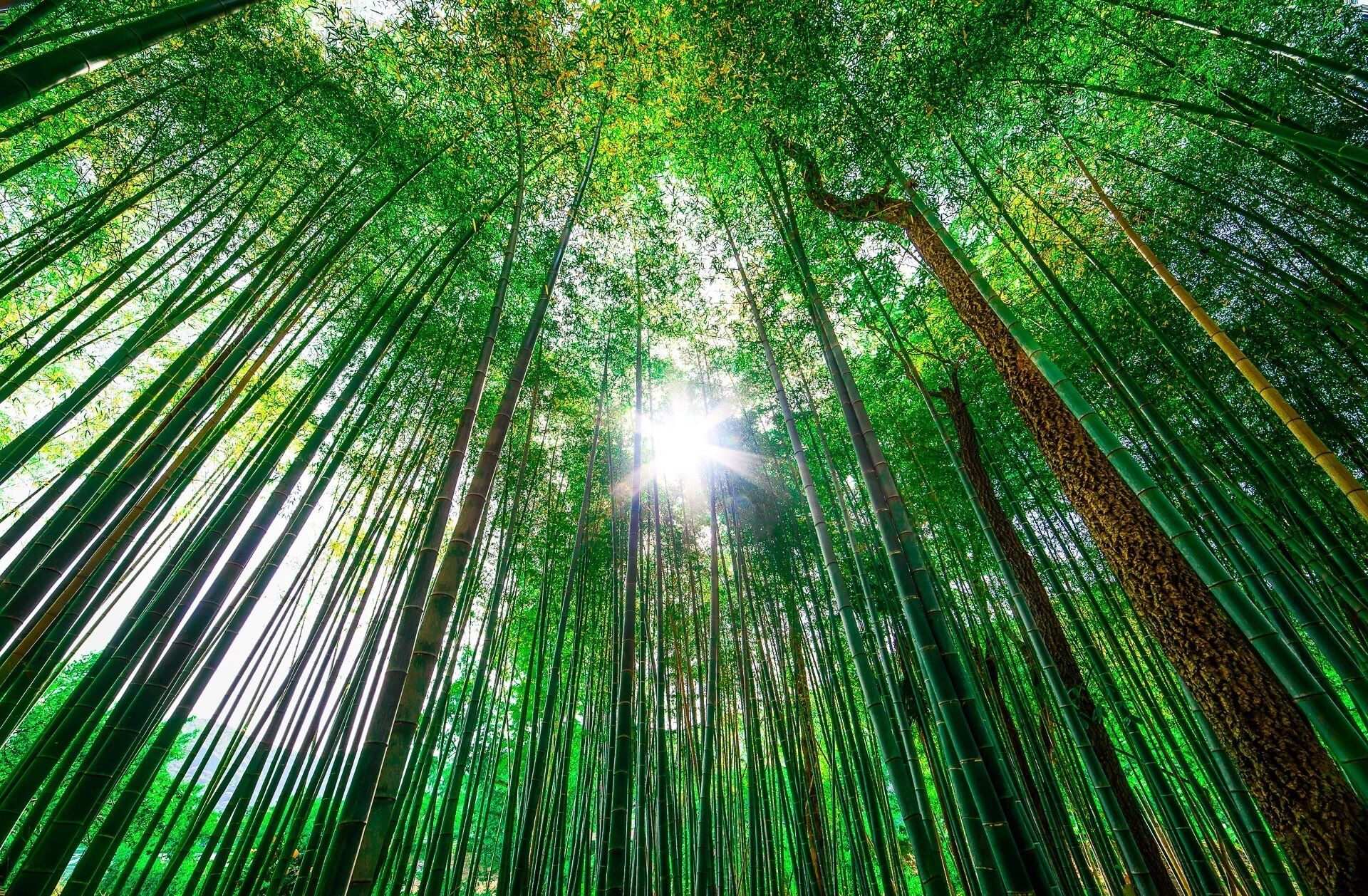 A dense bamboo forest with sunlight filtering through the canopy.