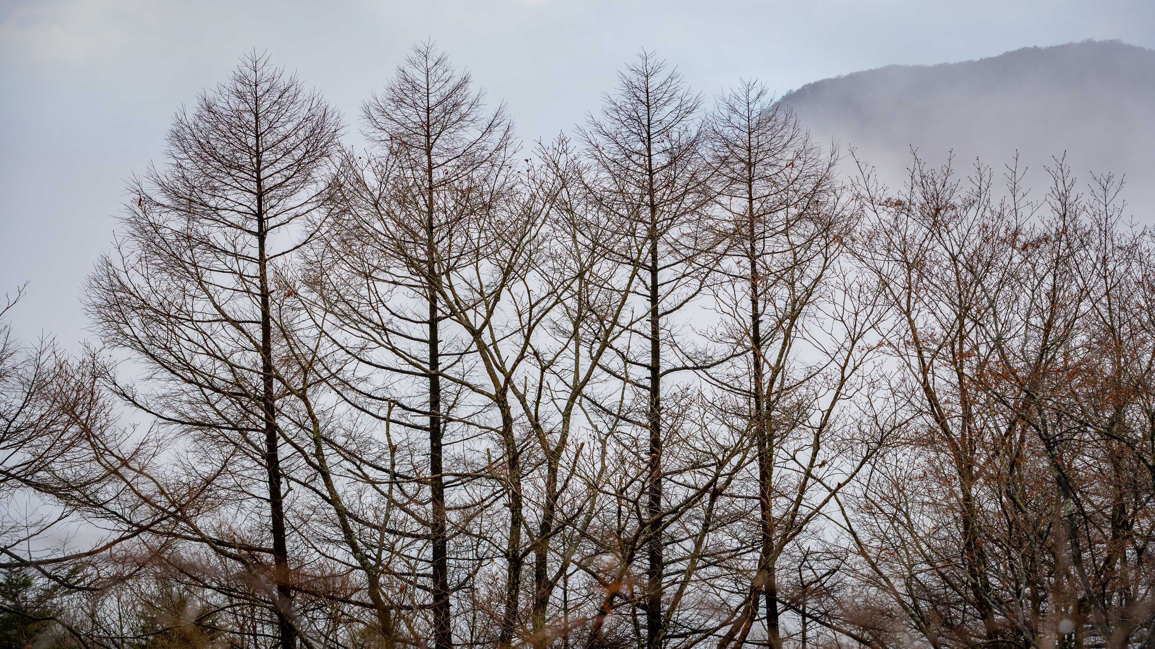 Usui Pass Observation Platform which includes mist or fog and forests