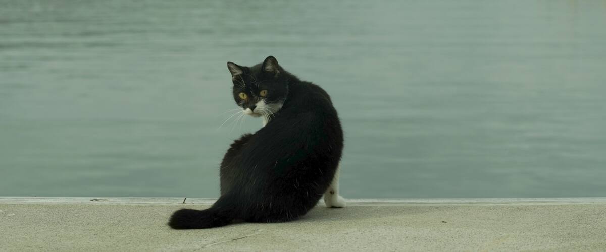 A black and white cat sitting on a concrete surface by a body of water with a distant shoreline and a lighthouse in the background.