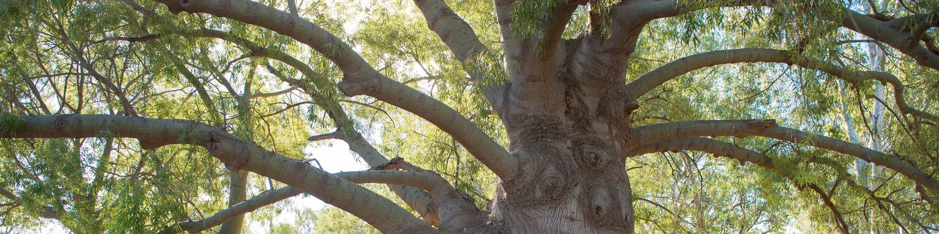 A large tree with a thick trunk and spreading branches in a park.