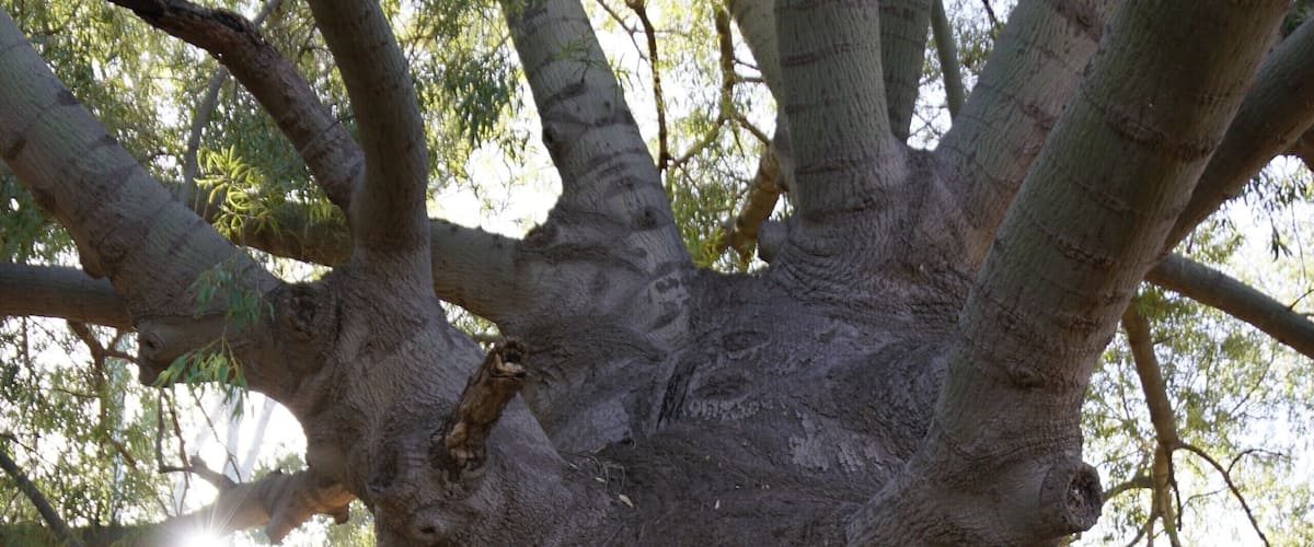 Roma's largest bottle tree is exactly as it says.  It has a girth of 9.51 metres, a height of six metres and a crown of 20 metres.  It was transplanted by Roma Town Council to its present location from a local property in 1927. The tree was fairly well grown at the time of the transplant and quite possibly originated in the nineteenth century.