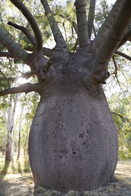 Roma's largest bottle tree is exactly as it says. It has a girth of 9.51 metres, a height of six metres and a crown of 20 metres. It was transplanted by Roma Town Council to its present location from a local property in 1927. The tree was fairly well grown at the time of the transplant and quite possibly originated in the nineteenth century.
