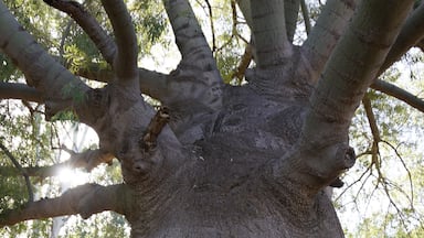 A large tree with thick trunk and multiple branches.