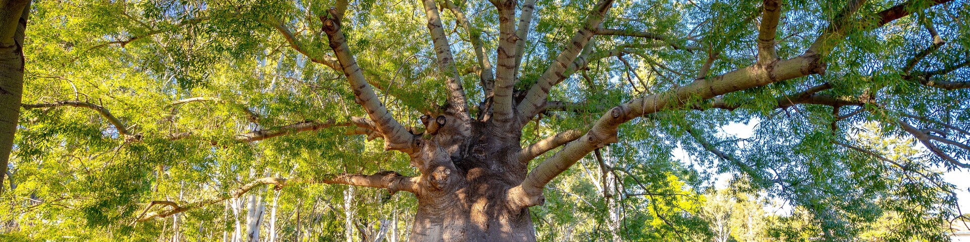 Un árbol grande con un tronco grueso y ramas frondosas en un parque.
