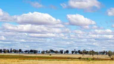 Farmland near Roma, Queensland, Australia. Row of trees on the horizon with cloud formation in the sky.