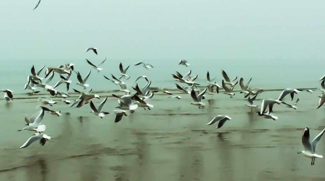 Lots of gull activity on the beach in Remini. Great shells and lots to see and do even on a chilly day in February.