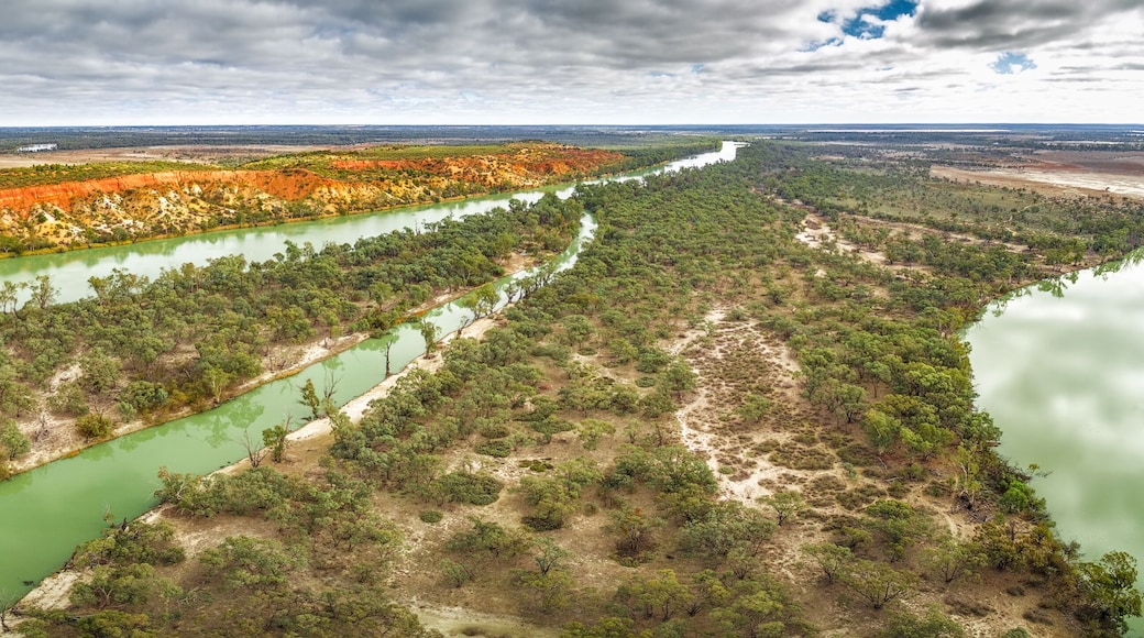 Aerial panoramic landscape of gum trees growing on the shores of the famous Murray River flowing through Riverland region of South Australia