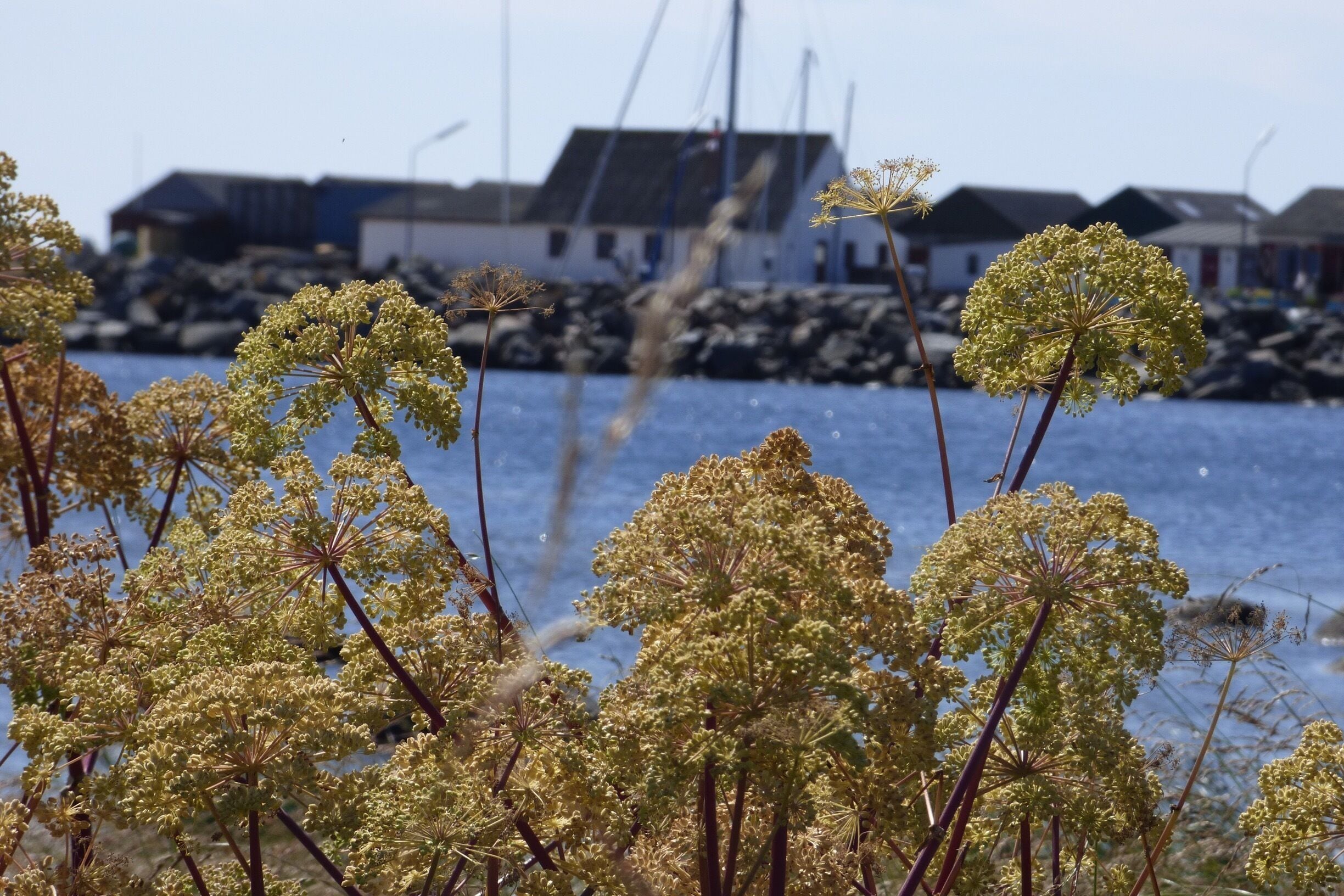 Coastline impression