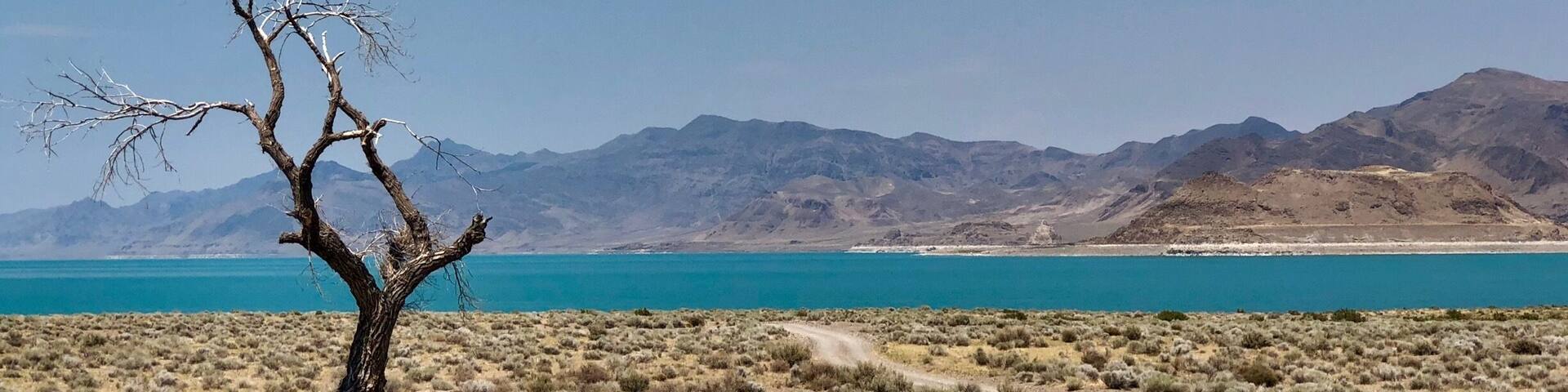 A desert landscape with a lone tree, a dirt road, and mountains in the background.