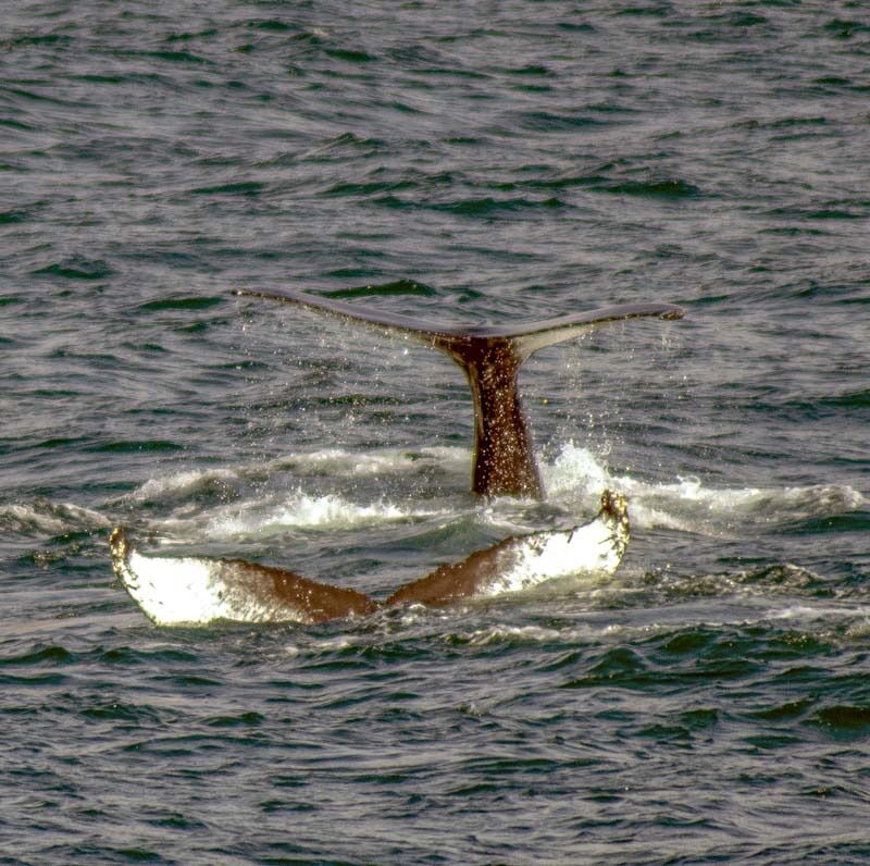 Pair of Humpback whale tails seen on whale watching excision in northern Iceland.