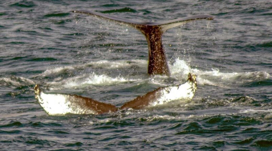 Pair of Humpback whale tails seen on whale watching excision in northern Iceland.