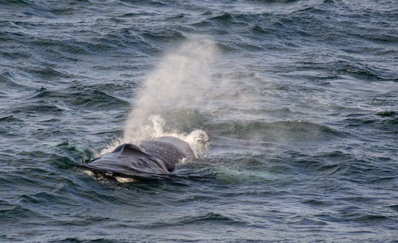 Humpback whale seen on whale watching excision in northern Iceland.