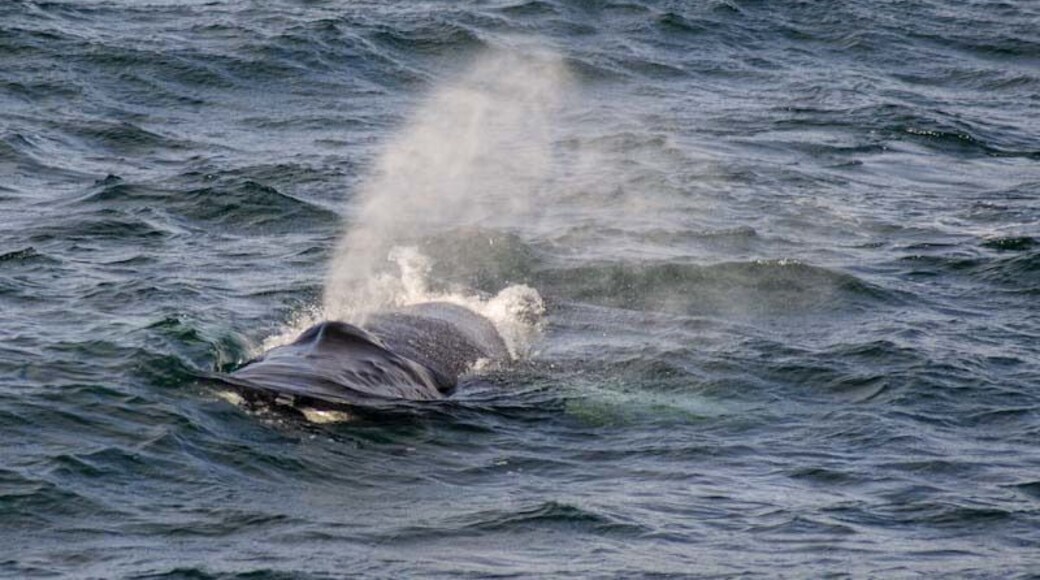 Humpback whale seen on whale watching excision in northern Iceland.