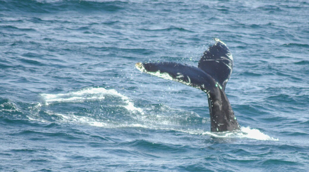 Whale watching trip from pier at Akureyri. 3 hour round trip and spotted 5 humpback whales. At least 3 different companies offer these trips, about £64 GBP per adult. Wrap up warm as wind chill in August still biting. Picture taken with Nikon D5100 and Tameron 300 mm zoom lens on manual focus, auto flash off setting,
shot in RAW.